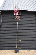 Prunus Royal Burgundy | Cherry 'Royal Burgundy' - 310-340cm, 50lt