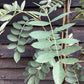 Sorbus hupehensis | Hupeh Mountain Ash - 160-180cm - 12lt