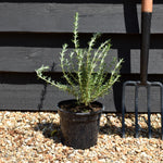 Rosmarinus 'Sissinghurst Blue' - Height 15-25cm - Bushy - 2lt
