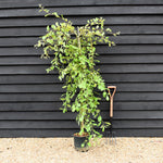 Salix caprea Pendula | Weeping Pussy Willow - 120-150cm - 12lt