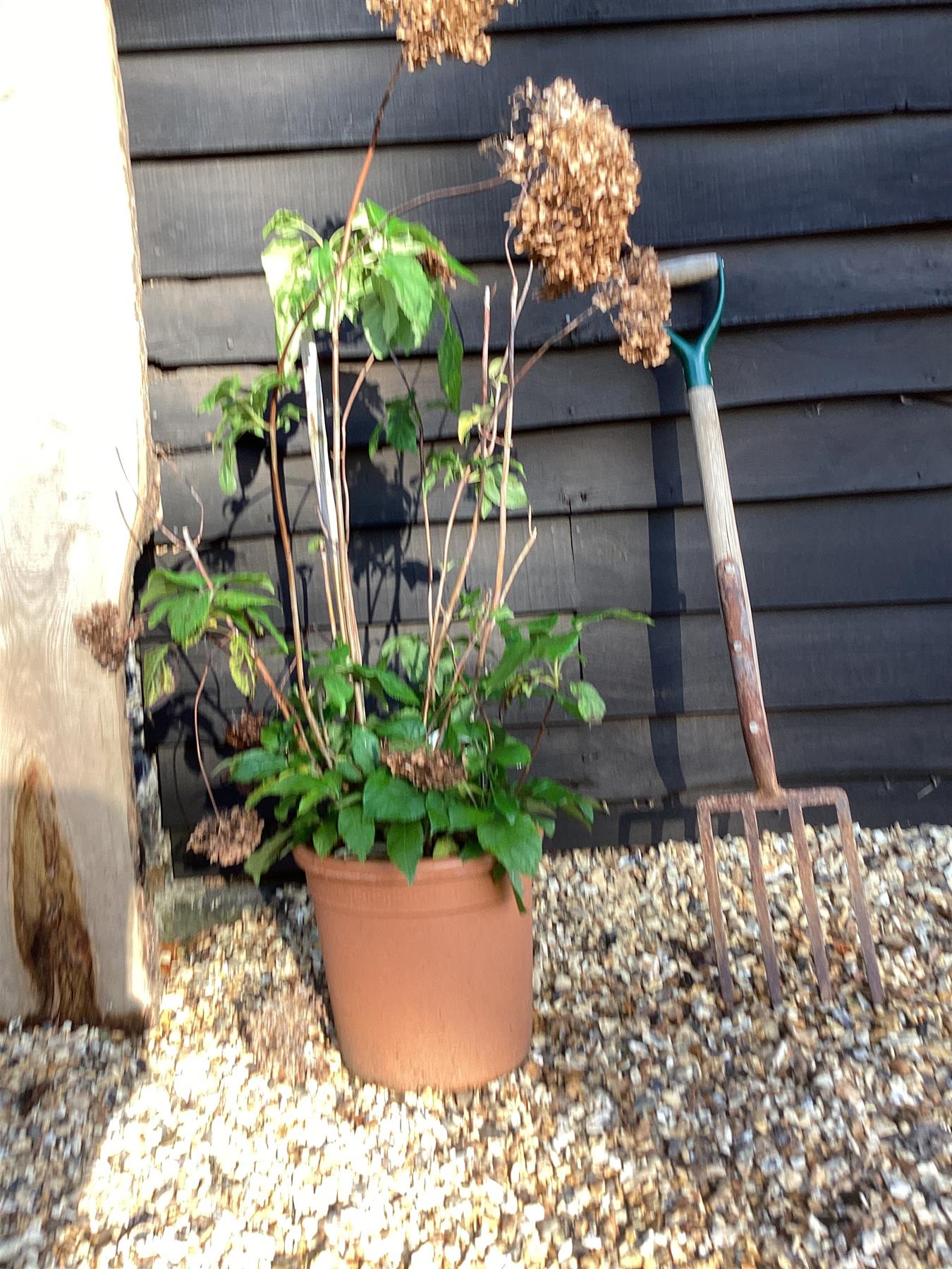 Hydrangea arborescens 'Annabelle' - 30/60cm, 20lt