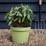 Rhododendron 'Hachmann's Porzellan' - Shrub - Height 30-40cm - 10lt