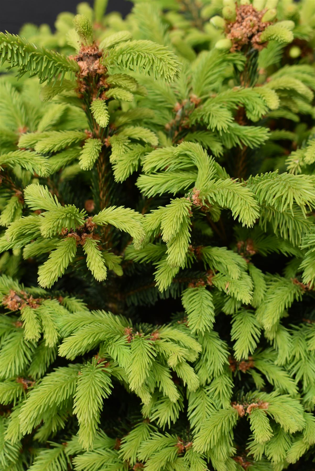 Picea abies Pusch | Norway spruce 'Pusch' - Height 80cm - Width 50-60cm - 35lt