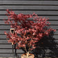 Acer palmatum 'Bloodgood' | Japanese maple 'Bloodgood' - 120-160cm - 25lt