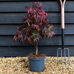 Japanese Maple | Acer palmatum 'Pixie' - Tree - Height 60-70cm - 5lt