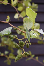 Alnus Glutinosa - Alder tree - Feathered - Height 280-300cm - Girth 6-8cm -30lt