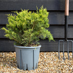 Juniperus x media 'Old Gold' - Height 25-35cm - 10lt