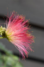 Albizia julibrissin Omberella | Silk Tree - Height 140-150cm - 12lt