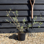 Buddleja 'Nanhoensis' - Height 40-60cm - 5lt