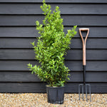 Euonymus japonicus - Shrub - Height 100-120cm - 10lt