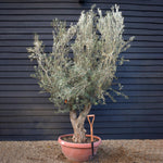 Olive Tree | Olea Europea - Specimen - Gnarly forking trunk - Bowl 90lt