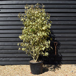 Ligustrum lucidum Variegatum - Bush - Height 190-200cm - 55lt
