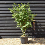 Euonymus alatus | Winged Spindle Tree - Height 120cm -30lt