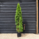 Thuja orientalis 'Pyramidalis' Compacta - 170-180cm - 35lt