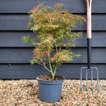 Acer palmatum 'Jerre Schwartz' | Japanese maple 'Jerre Schwartz' - Tree - Height 50-60cm - 5lt
