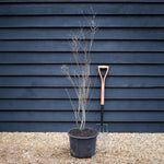 Tamarix Aestivals - Height 140-150cm - 20lt