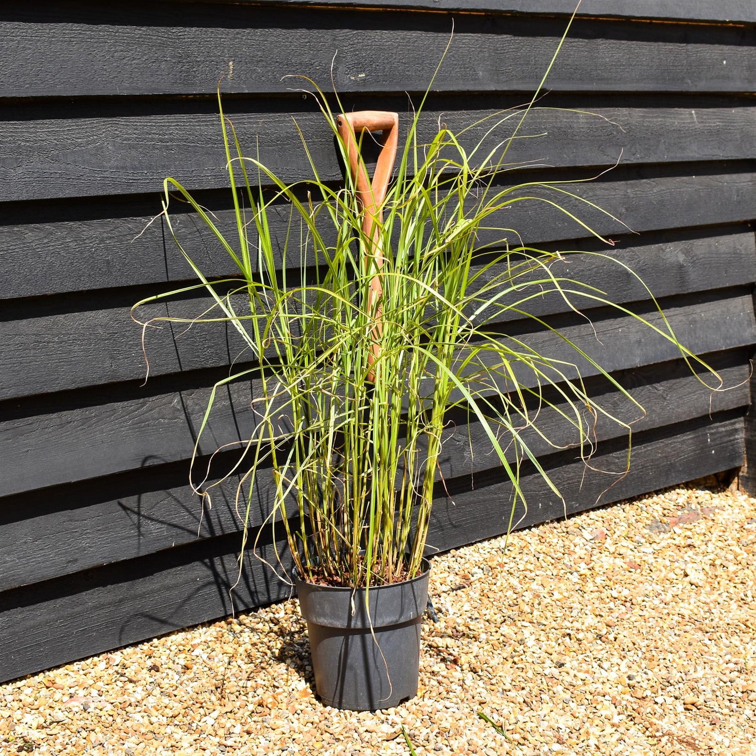 Miscanthus sinensis 'Pink Cloud' - Grass - Herbaceous Perennial - Height 80-90cm - 6.5lt