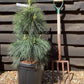 Pinus x schwerinii 'Wiethorst' |Schwerin's pine 'Wiethorst' - Height 80-90cm - Width 40-50cm - 18lt