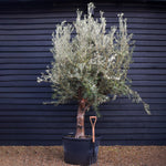 Olive Tree | Olea Europea - Specimen - Forking branches - Height 250 -300 cm - 280lt