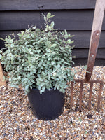 Pittosporum tenuifolium 'Silver Ball' - 40-50cm - 12lt
