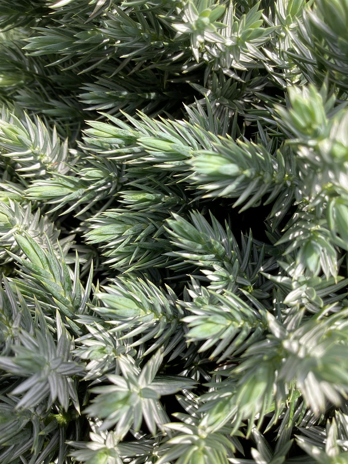 Juniperus squamata 'Blue Star' - 20-30cm - 5lt