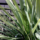 Cordyline australis (cabbage palm) | New Zealand Cabbage Palm - Bowl - Multistem x 3-4 - Stem 20-30cm - Height 110-130cm - 90lt