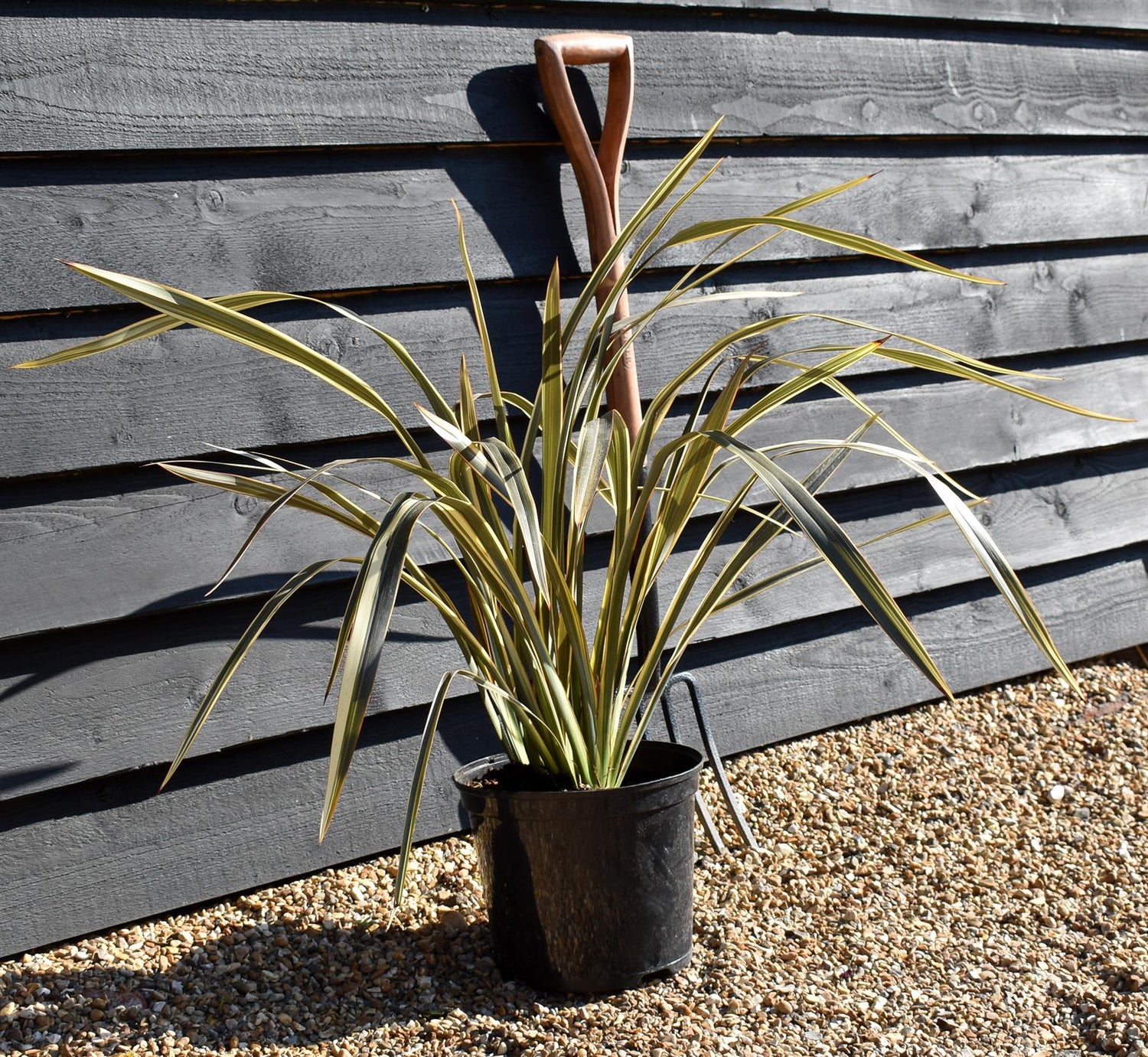 Phormium 'Alison Blackman' - Height 60-80cm - 7.5lt