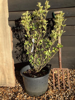 Euonymus japonicus 'Aureopictus' | Japanese spindle 'Aureus' - 40-60cm, 20lt