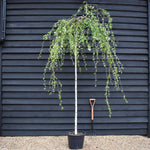 Betula pendula Youngii | Young’s Weeping Birch - Stem 210-220 - Height 250-270cm - 35lt