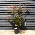 Japanese maple 'Sumi-nagashi' | Acer palmatum Acer palmatum 'Sumi-nagashi' - Bushy - Height 180-200cm - 55lt