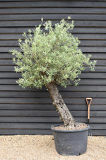 Olive Tree | Olea Europea - Mature Old - Girth 63cm - 225-235cm, 160lt