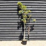 Sorbus vilmorinii | Vilmorin's Rowan 1/2 std, Clear Stem - 150-180cm, 20lt
