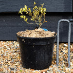 Ceratostigma willmottianum Sapphire Ring - Height 15-20cm - 2lt