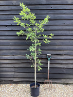 Quercus robur | English Oak - Height - 230-240cm - 12lt