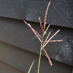 Miscanthus sinensis 'Ferner Osten' - Grass - 3lt