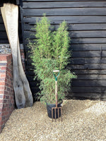 Fargesia angustissima | Narrow leaf bamboo - 200-210cm, 25lt