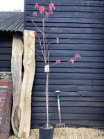 Liquidambar styraciflua 'Lane Roberts' | Sweet Gum 'Lane Roberts' - 180-220cm, 20lt