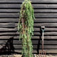 Larix kaempferi 'Stiff Weeper' - Stem - 140-150cm, 20lt