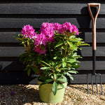Rhododendron 'Anna Kruschke' - Shrub - Height 60-70cm - 20lt