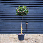 Camellia sasanqua - Pink Winter flowering - Cleopatra - Clear Stem 100cm - Height 190cm - 35-40lt