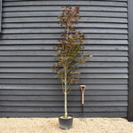 Purple Norway Maple | Acer platanoides 'Crimson Sentry' - Height 300-350cm - Girth 10-12cm - 50lt