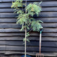 Sorbus cashmiriana | Kashmir Rowan - 135-145cm, 10lt