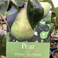 Pear 'Williams' Bon Chretien' | Pyrus communis  - 150-160cm - 12lt