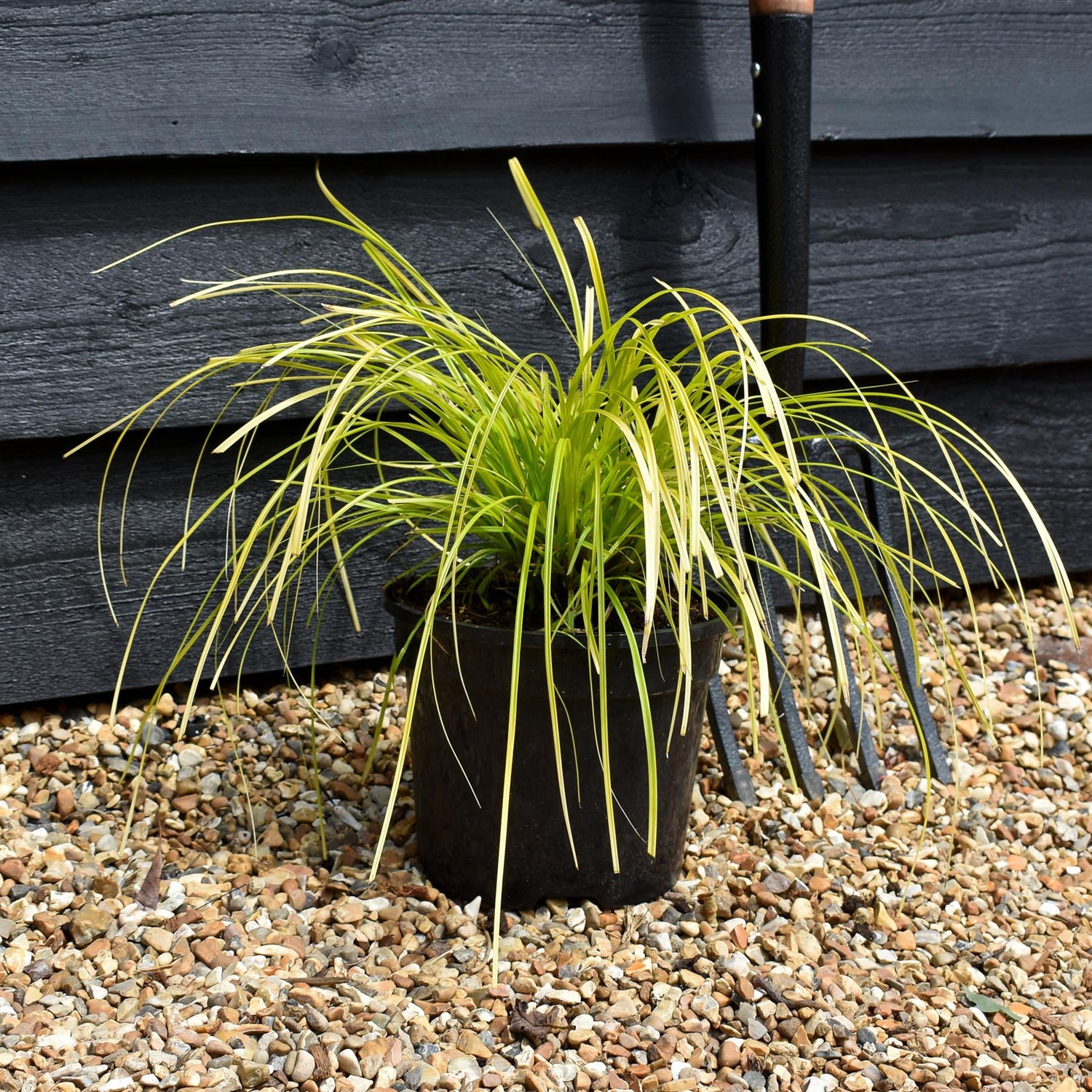 Carex oshimensis 'Everillo' - Grass - Perennial - 3lt