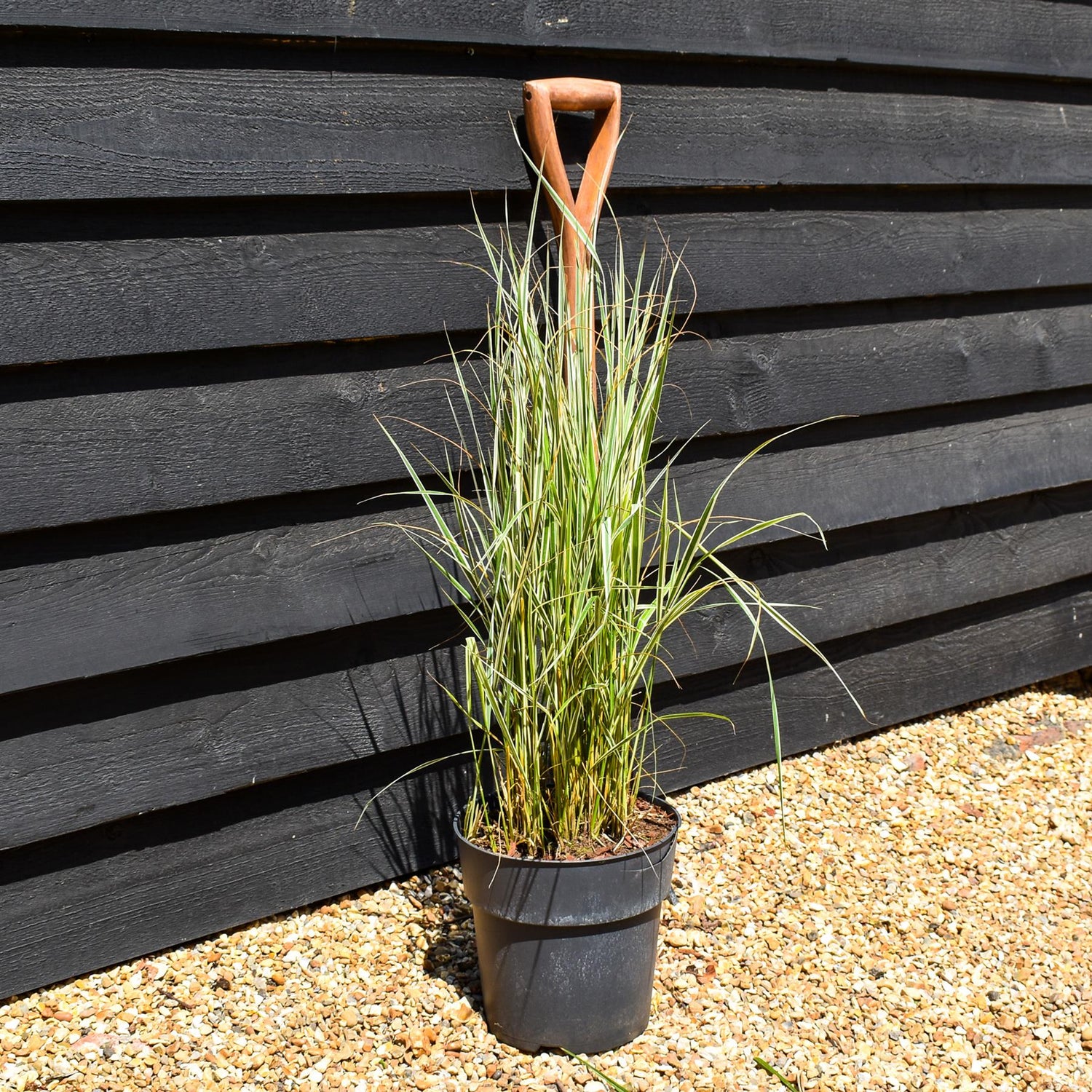 Calamagrostis acutiflora 'Overdam' - Grass - Herbaceous Perennial - Height 60-70cm - 6.5lt