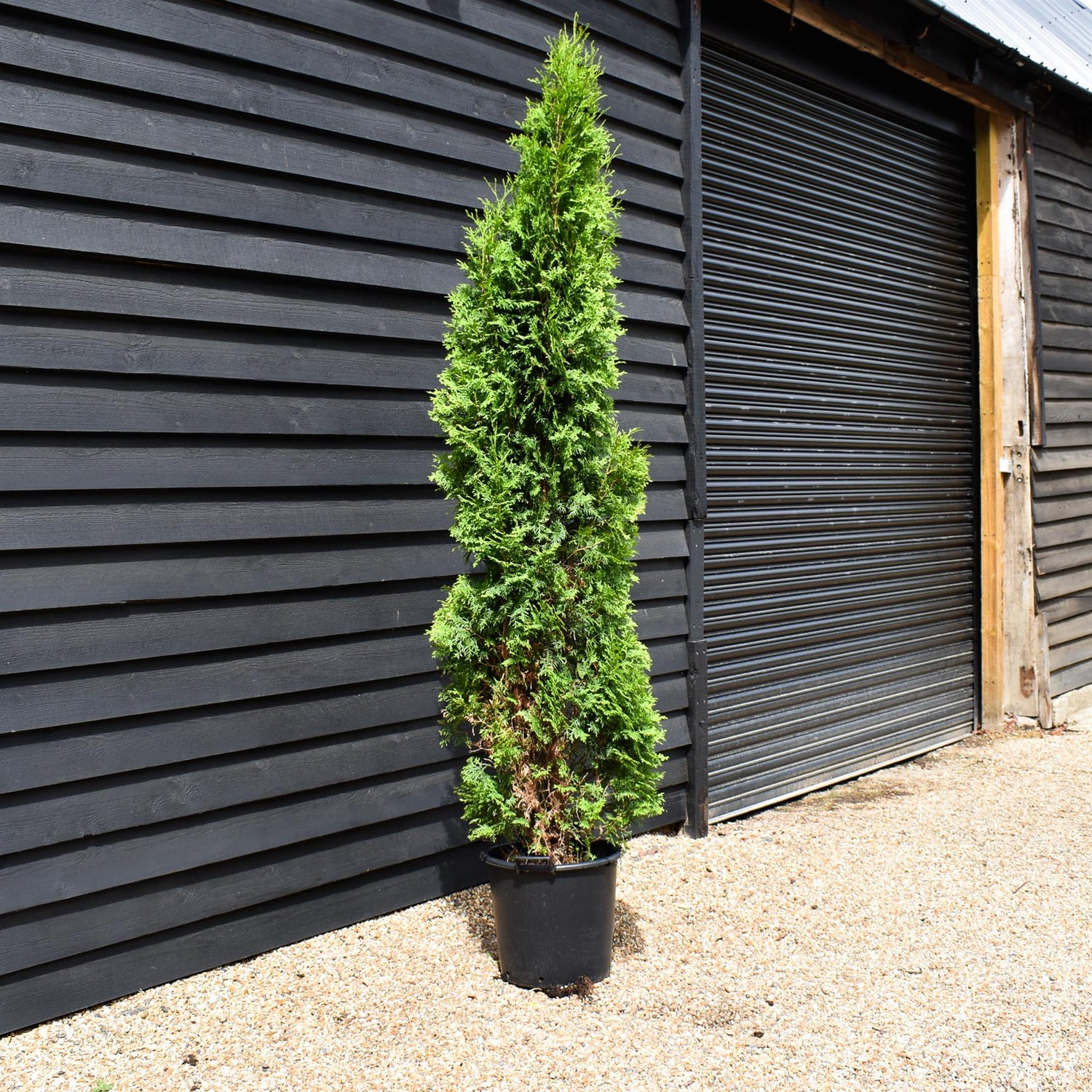 Thuja orientalis 'Pyramidalis' Compacta - 170-180cm - 35lt