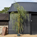 Salix Chrysocoma | Golden Weeping Willow - Clear Stem - Standard - Girth 10-12cm - Height 350-390cm - 45lt