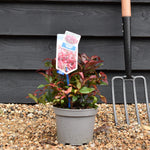 Leucothoe Scarletta 'Zeblid' | Dog Hobble - 20-40cm - 2lt