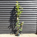 Magnolia Star Wars - Height 150-180cm - 10lt