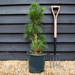 Pinus strobus 'Radiata' - Monterey Pine - Height 30-50cm - 12lt